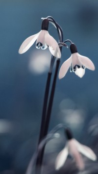 Opened Snowdrops