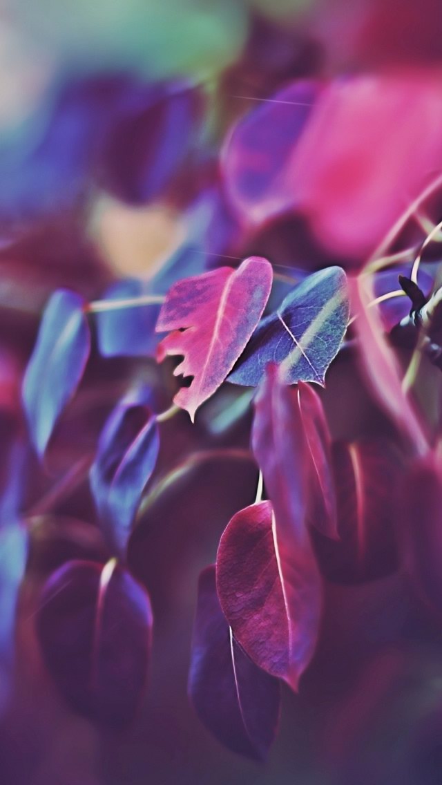 Purple Leaves Bokeh - The iPhone Wallpapers
