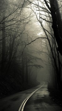 Dark Road Forest