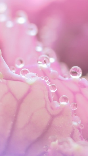 Morning Dew On Pink Flower