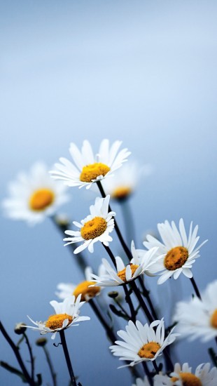White Daisies Flowers