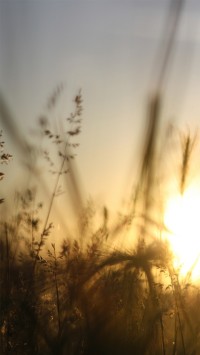 Sunrise In A Rye Field