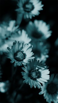 Black and white daisies