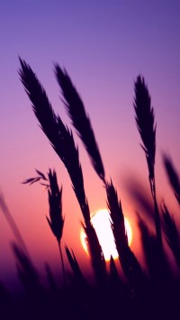 Sunset Purple Sky Grass