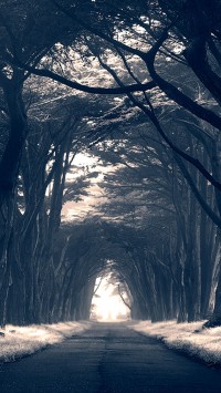 Dark Trees Avenue