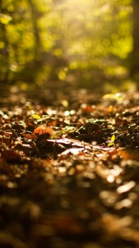 Fallen Leaves on Forest Ground