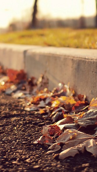 Leaves On Sidewalk