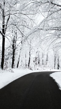 Forest Winter Road