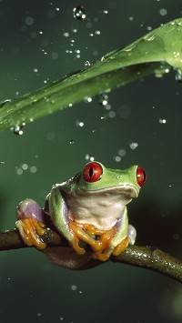Awesome Frog and Rain