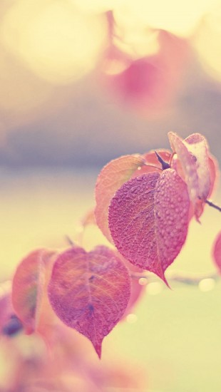 Pink leaves - The iPhone Wallpapers