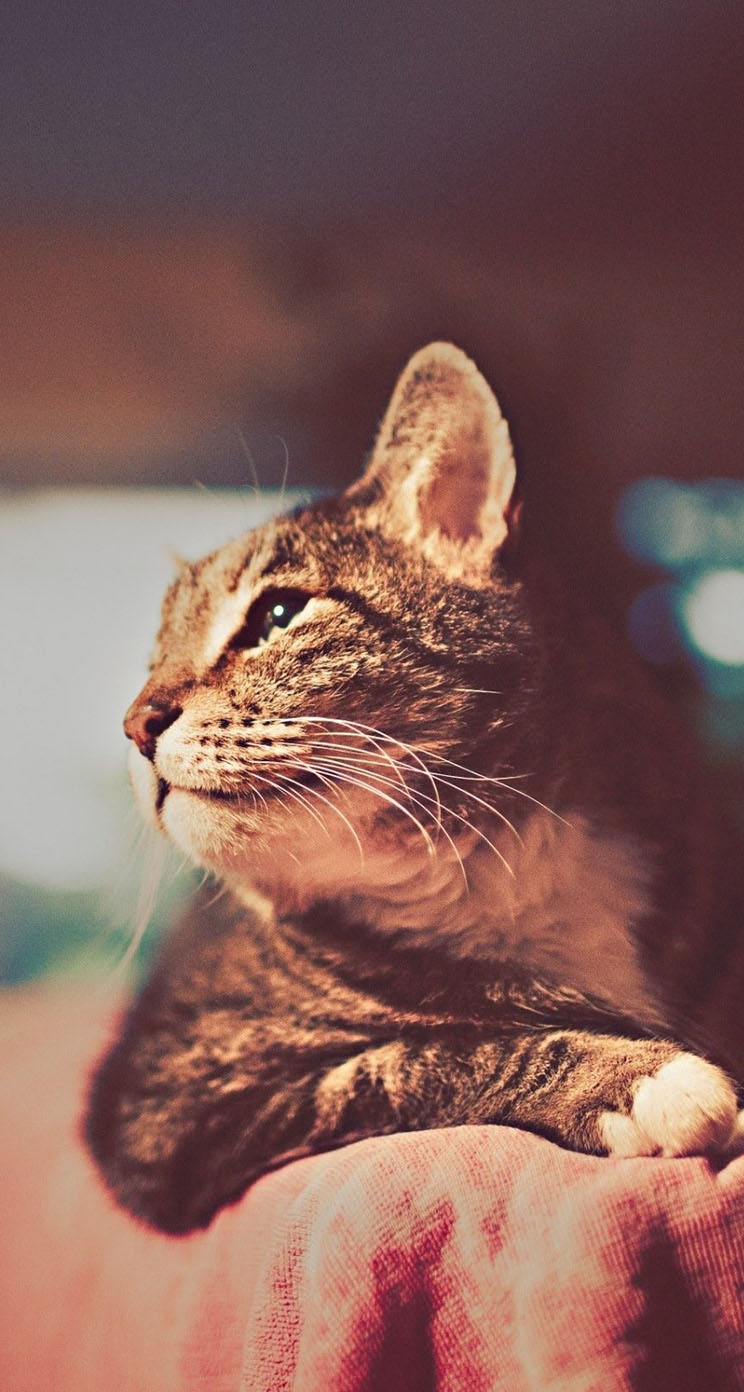 Cat Retro Photography - The iPhone Wallpapers