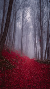 Foggy-Misty-Autumn-Forest