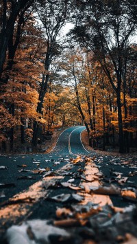 autumn-road-with-leaves
